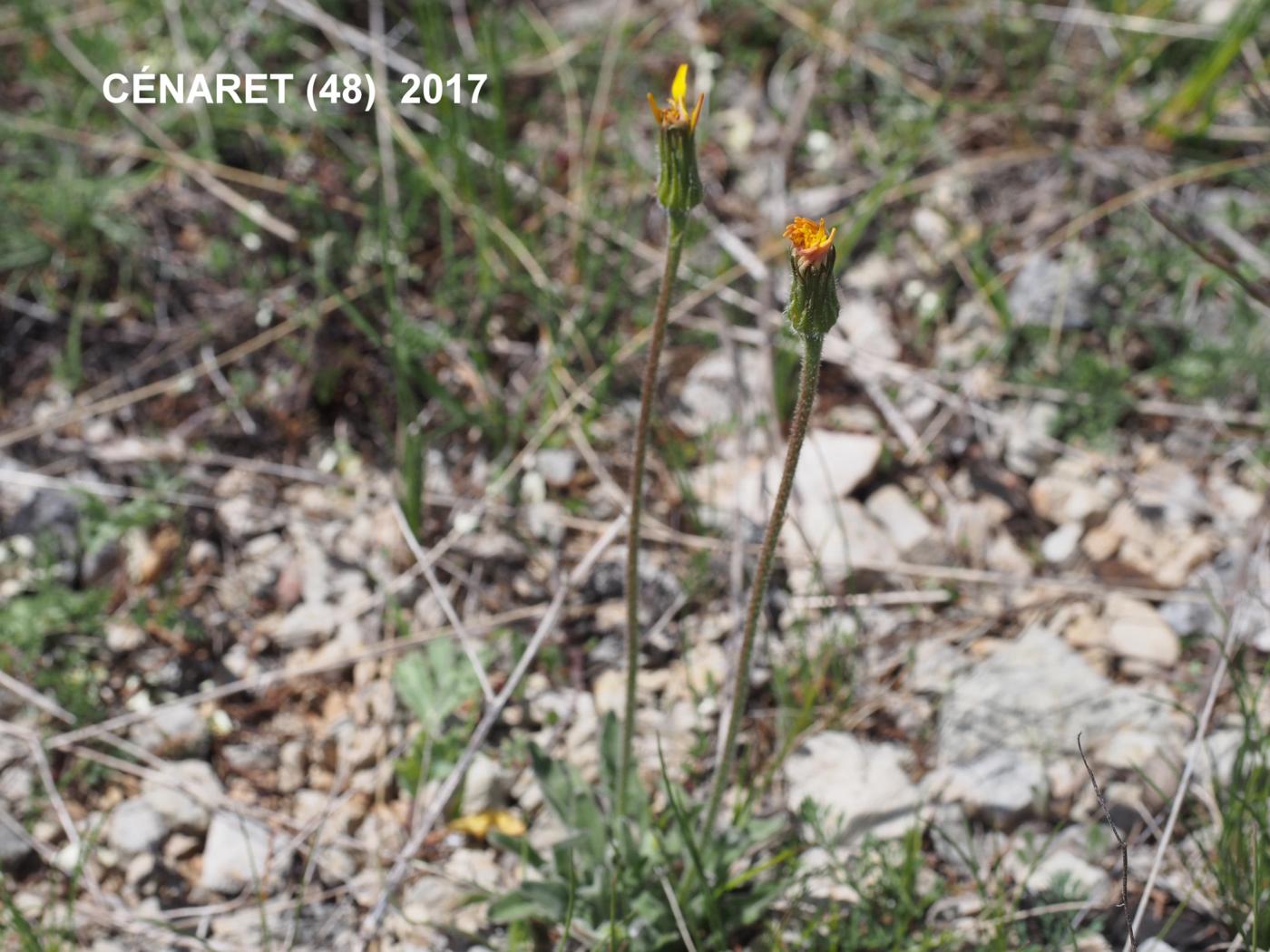 Hawkbit, (Wavy leaf) plant